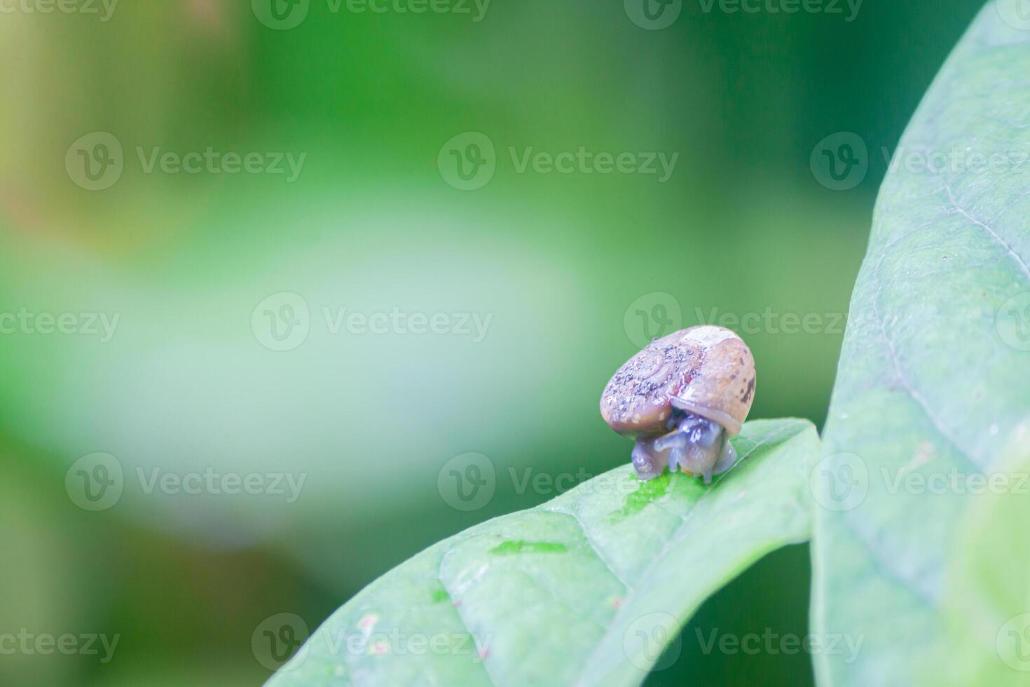 a snail is sitting on a leaf in the forest photo