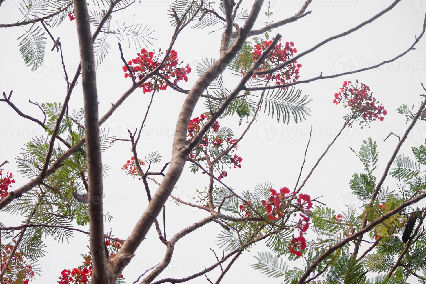 a bird is perched on a tree branch with red flowers photo