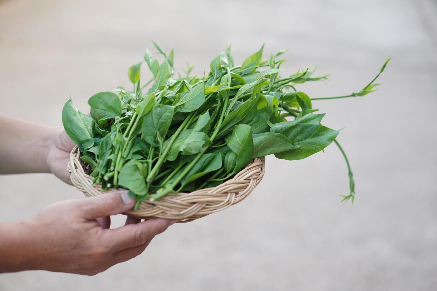 Hand holds tray of fresh green organic herbal Gurmar vegetable or Gymnema inodorum. Concept, Thai herbal vegetable, eaten as vegetables or cooking for helping lower blood sugar levels. photo