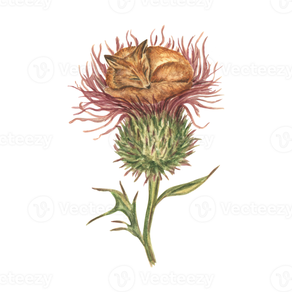 Watercolor illustration. a small red fox sleeping in a large thistle flower. A fantastic image of a small animal and large plants. A set of vintage-style cliparts for stickers and prints. png