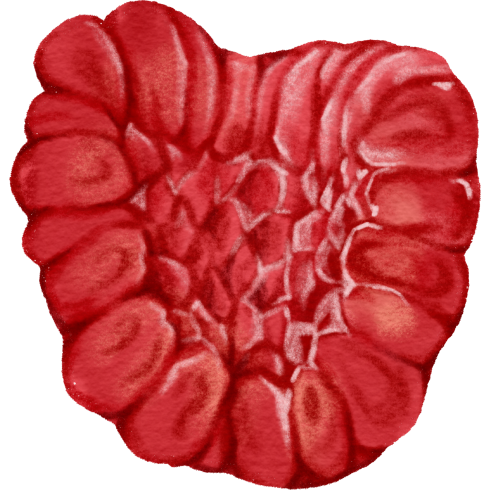 raspberry fruit red rew png