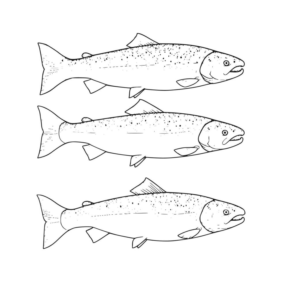 A group of salmon shapes depicted in a minimalist line art style. Hand-drawn fish illustrations. vector