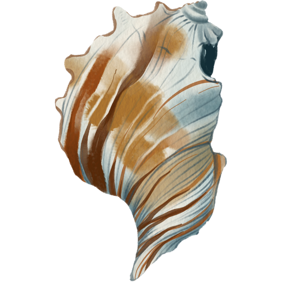 seashells Summer Beach Conch spiral png
