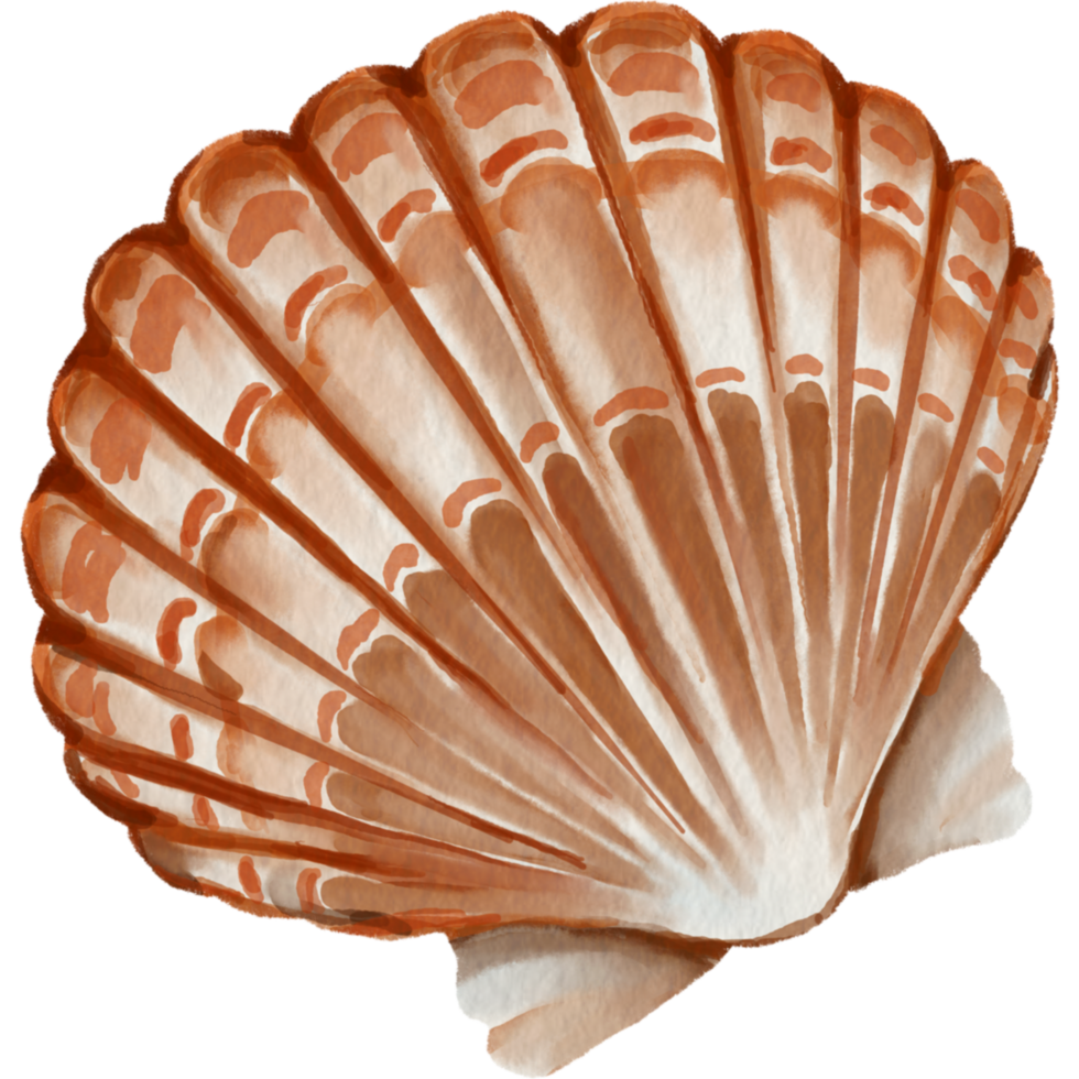 seashells Summer Beach Orange clams png