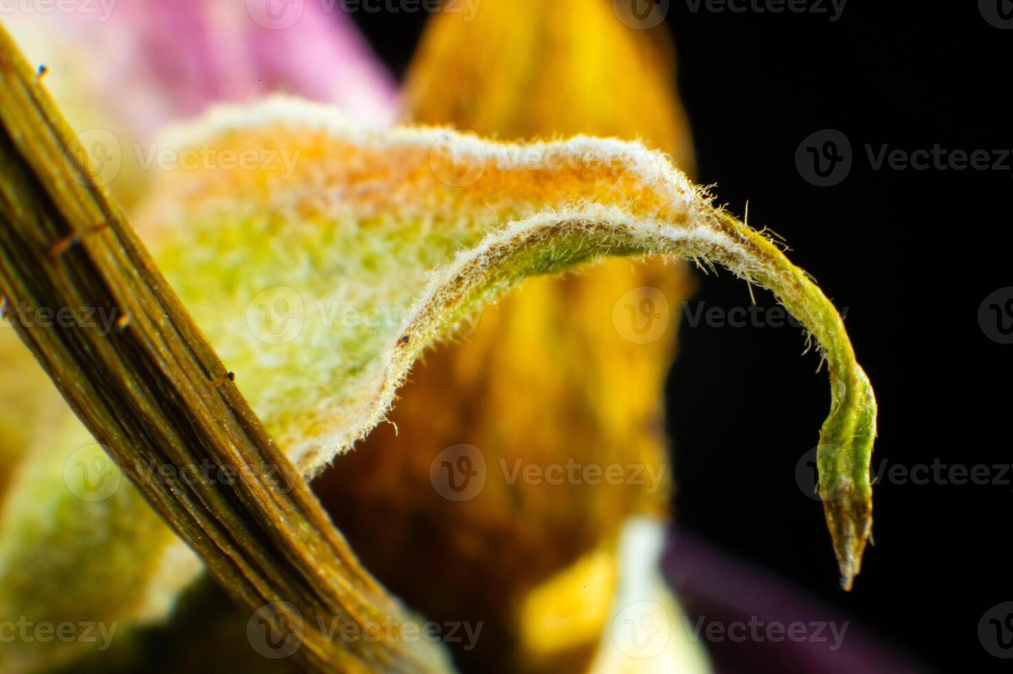 Dry rose flower, close-up. Faded rose macro shot, you can see the texture of the petals photo