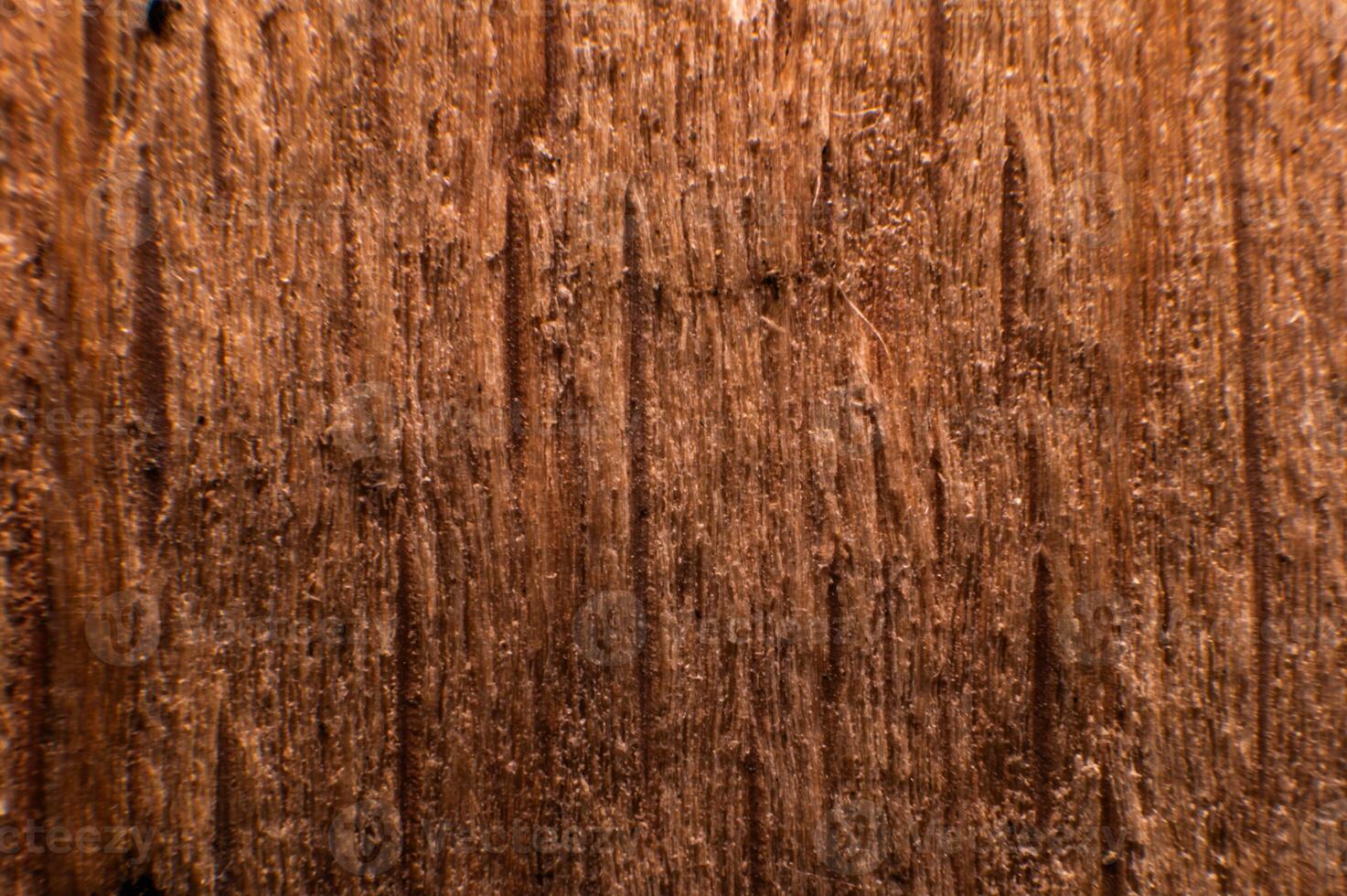 Embossed texture of the bark of oak. Panoramic photo of the oak texture
