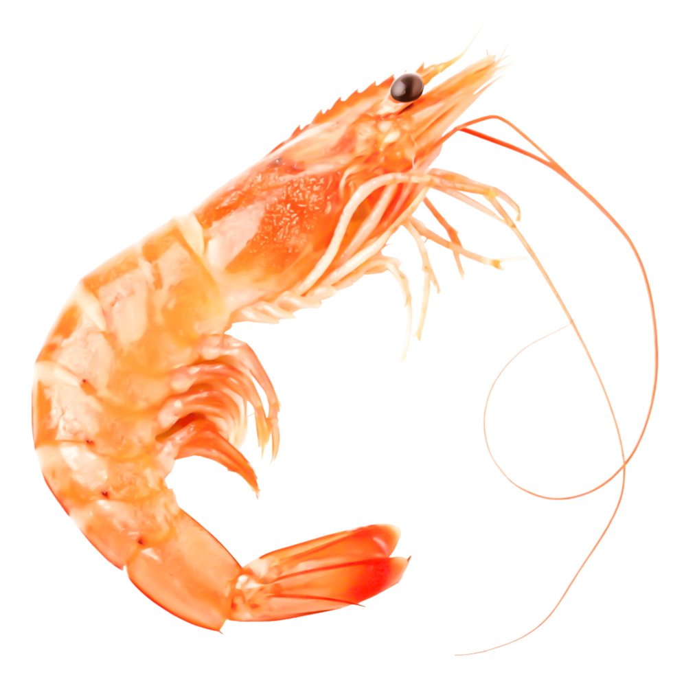 Delicious Cooked Shrimp, Isolated Seafood, High-Resolution Image for Menus and Packaging png