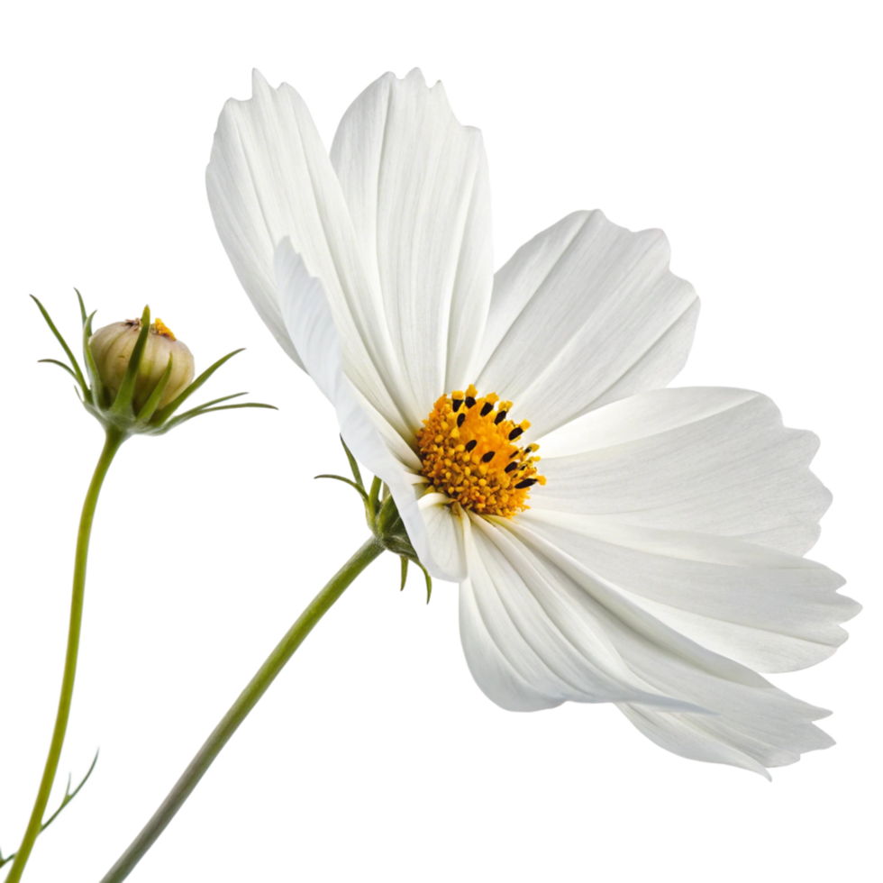 Stunning White Cosmos Flower with Bud, Close-up Botanical Illustration png
