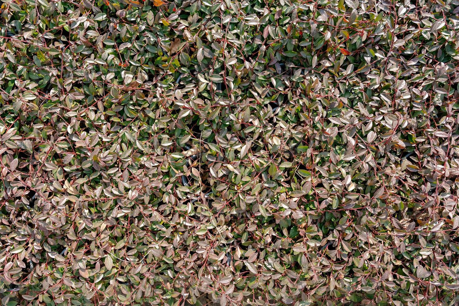 Dense Green Leaf Texture with Variegated Colors photo