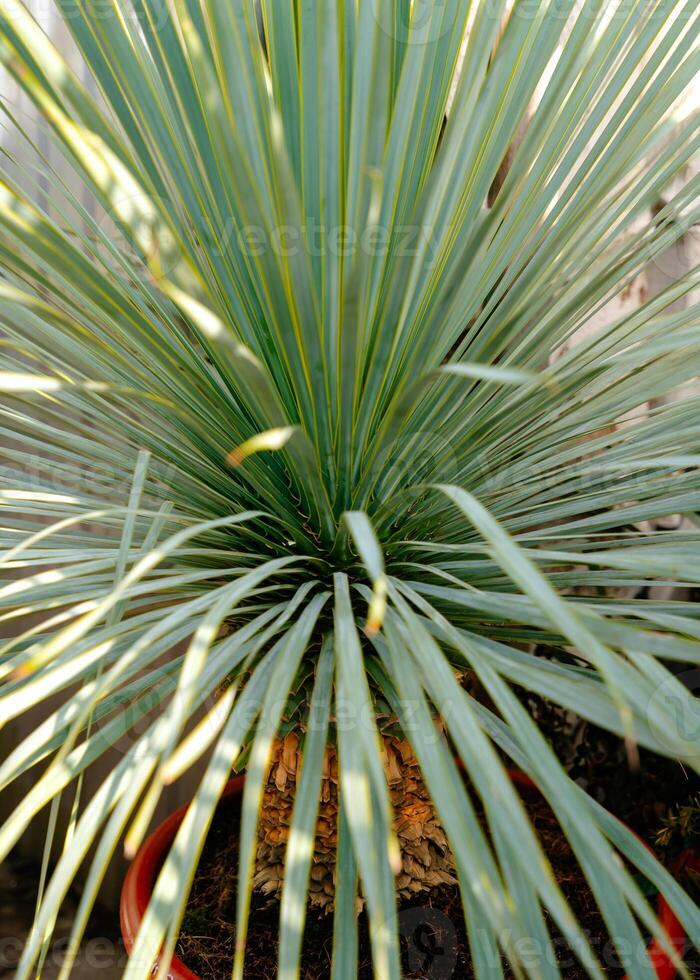 Close-up of a Yucca Plant with Sharp Green Leaves photo
