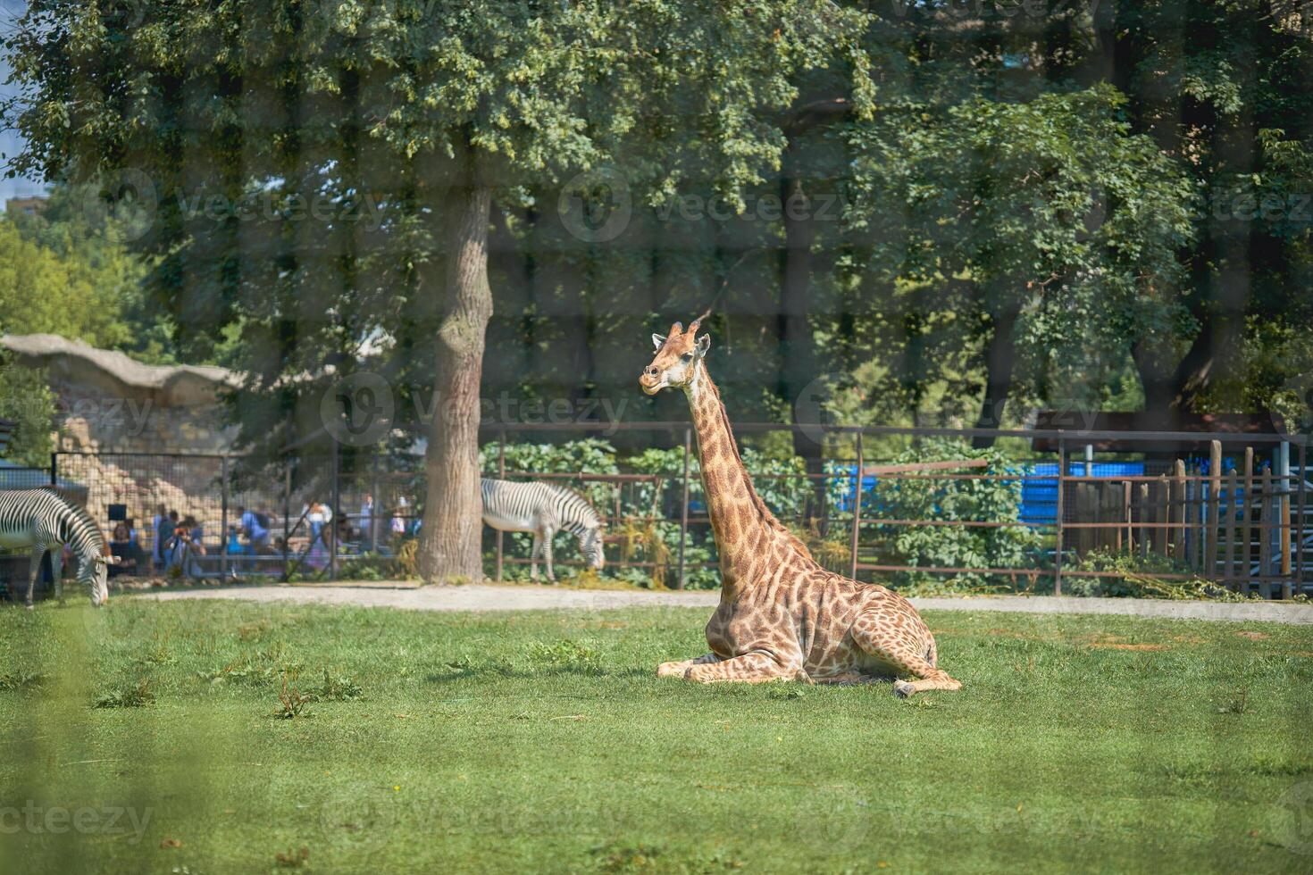 Giraffe lying on green grass in summer in Moscow zoo photo taken through a thin net, earth day