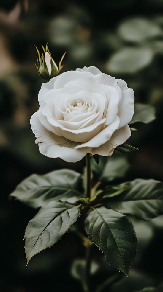 White rose on a dark background photo