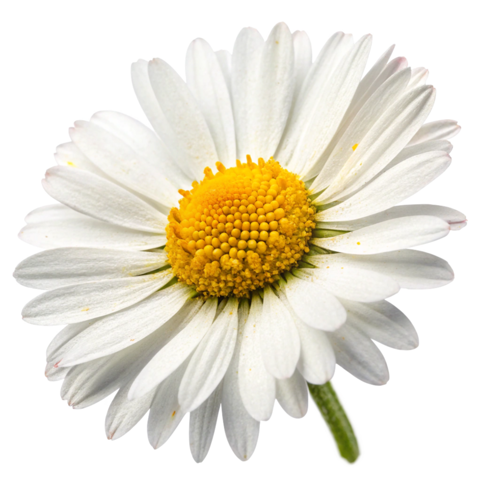 Beautiful Close-up of a Single White Daisy png