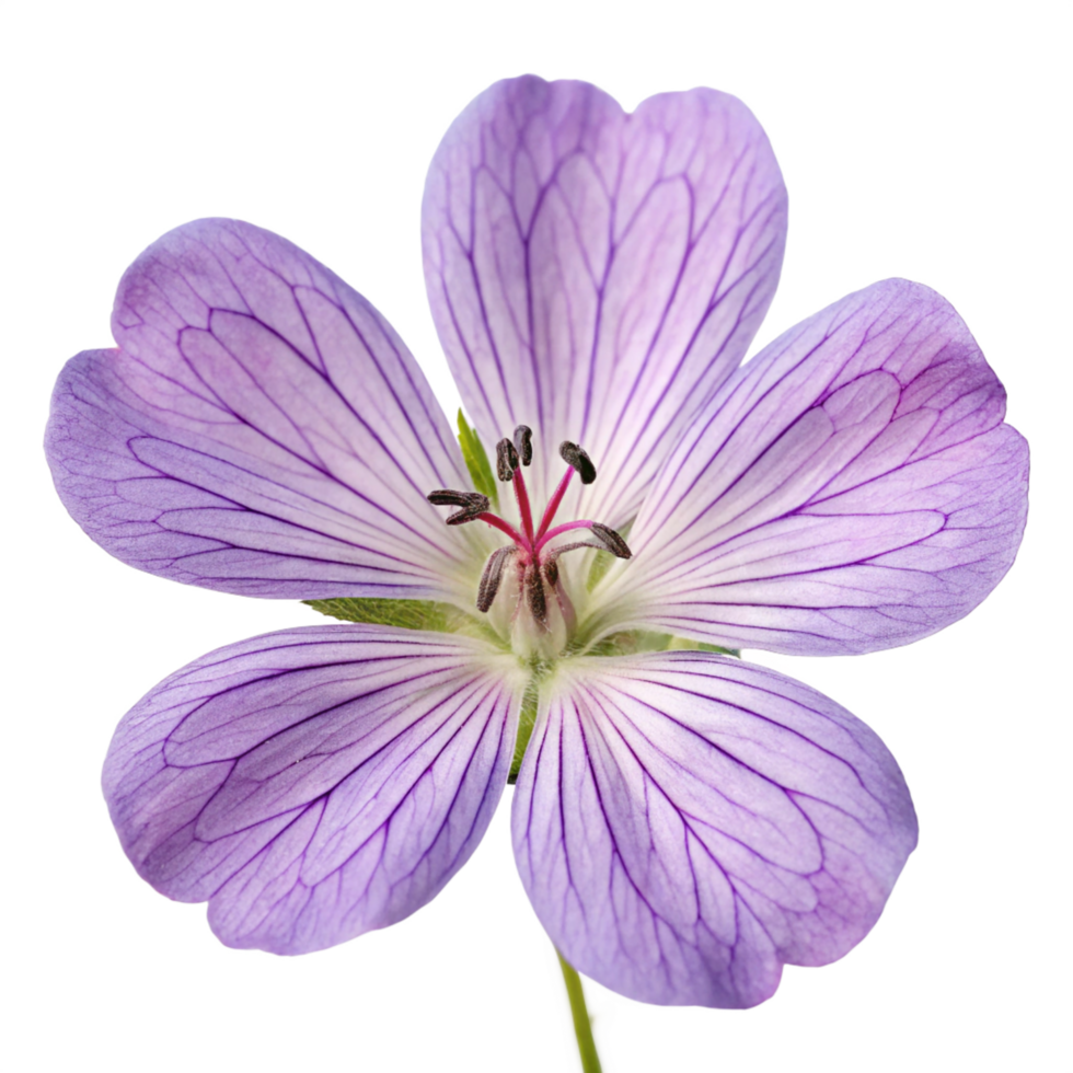 Stunning Close-Up of a Delicate Lavender Geranium Flower with Visible Veins png