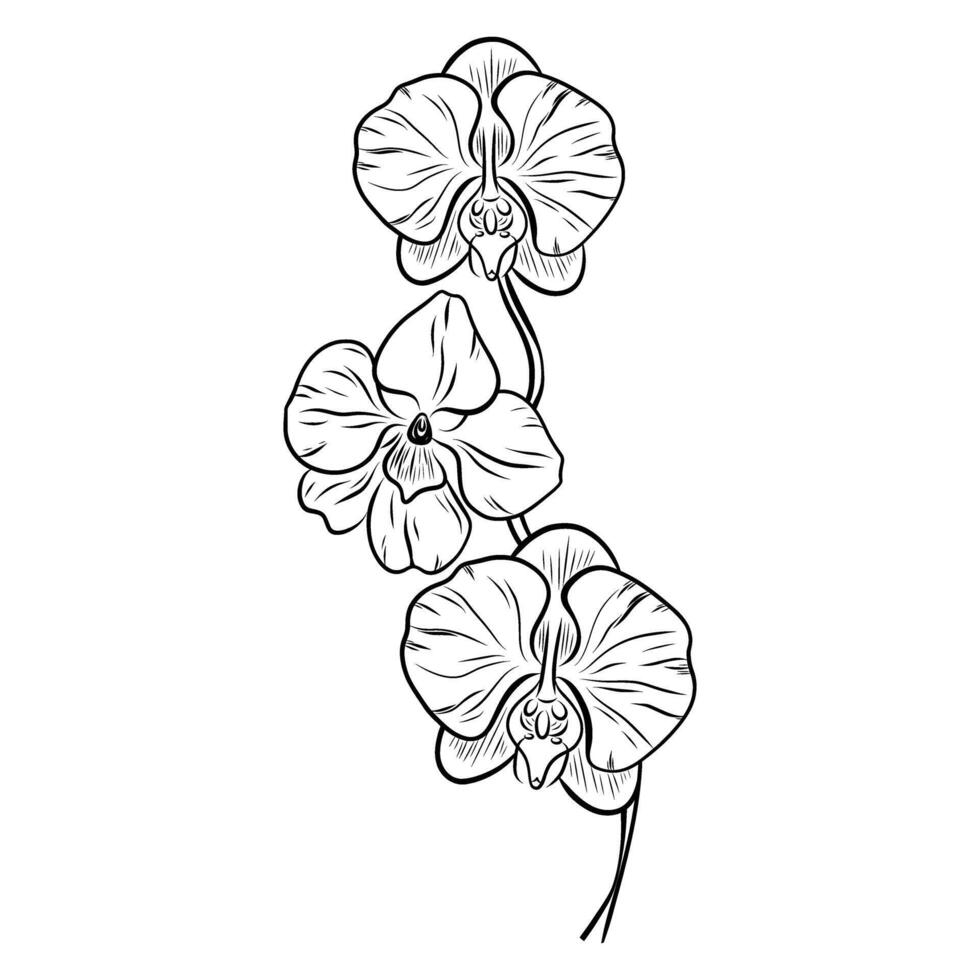 Hand drawn orchid bouquet, orchid branch, leaves and buds. Doodle. Flower Illustration for invitations, designs, cards doodle style vector