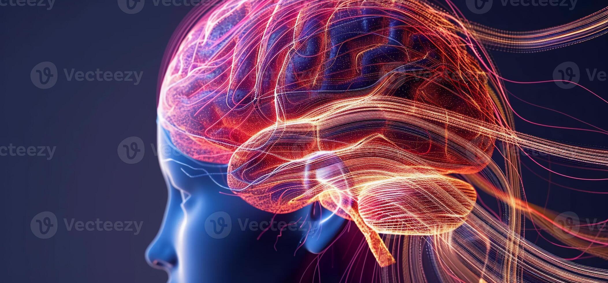 Brain Anatomy and Neural Pathways photo