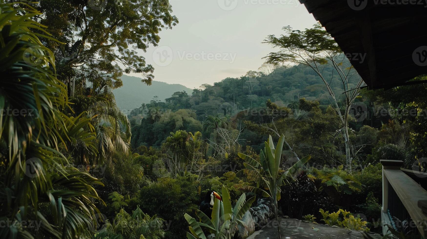 Lush jungle vista from a high point photo