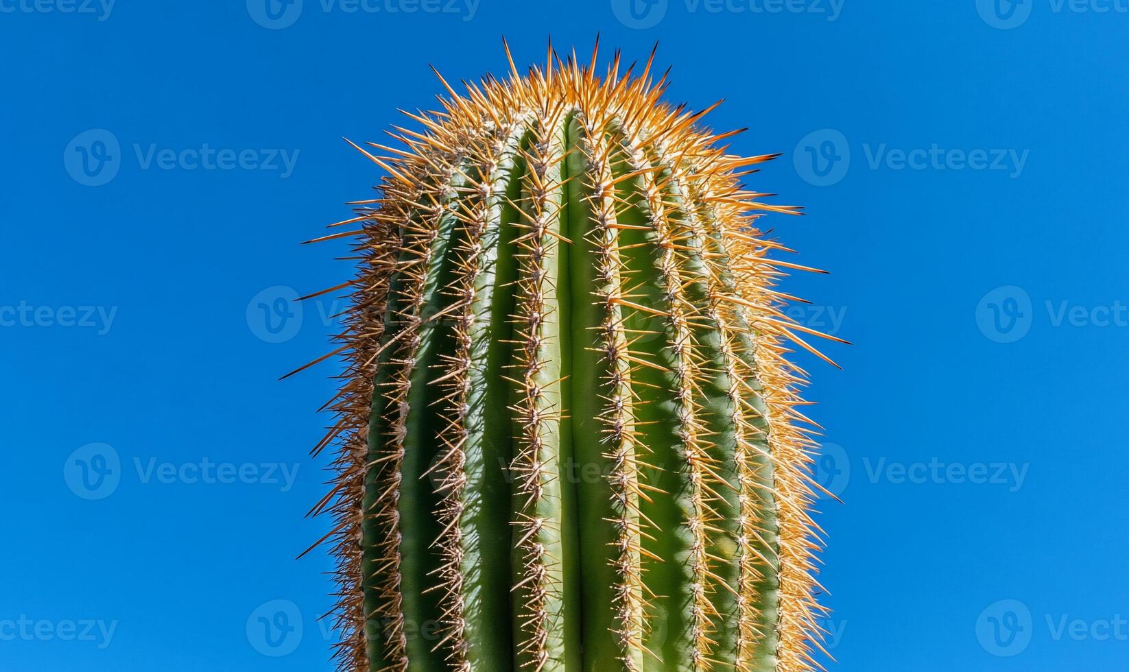 Close-up of a spiny cactus against a vibrant blue sky photo