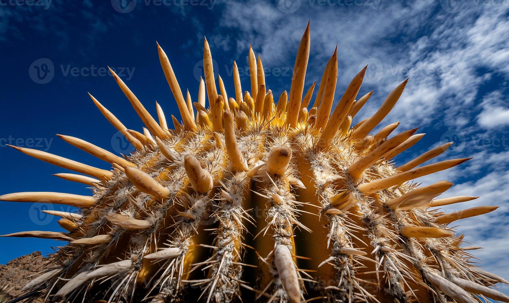 Close-up of a spiky desert plant photo