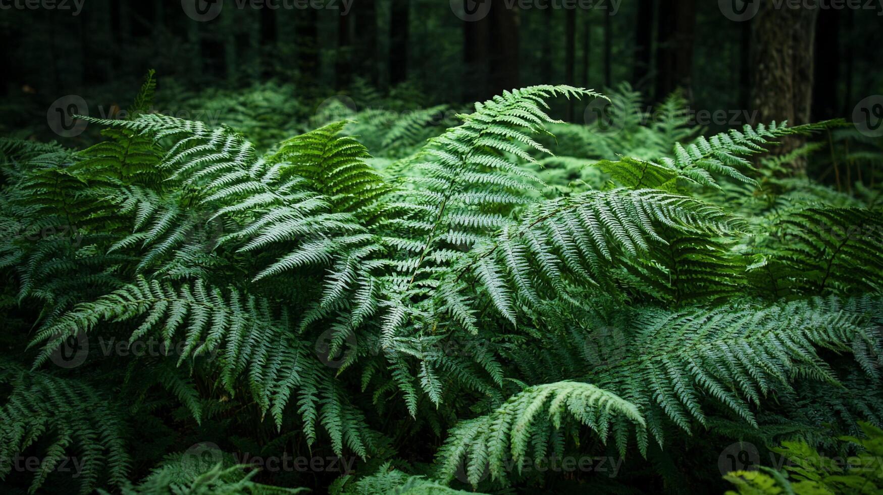 Lush fern foliage in a dark forest photo
