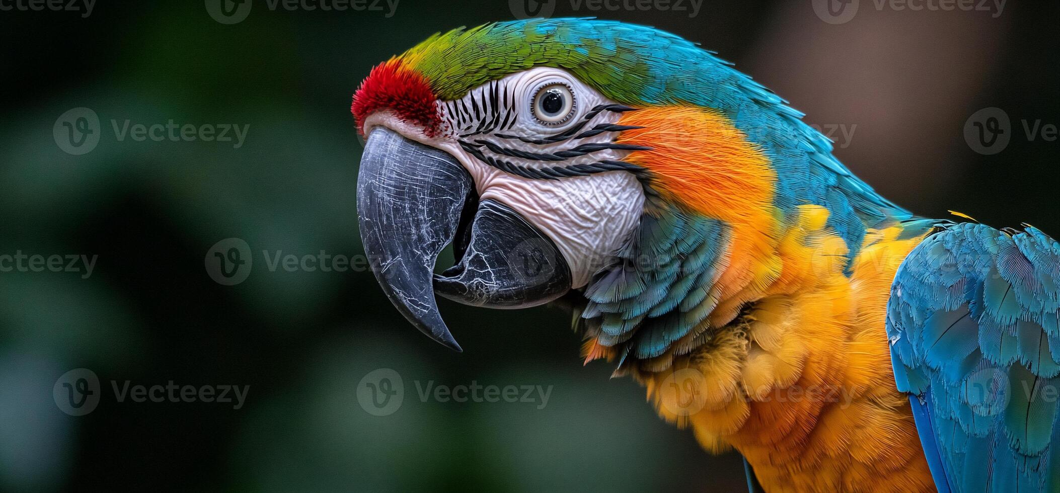 A close up of a colorful parrot photo