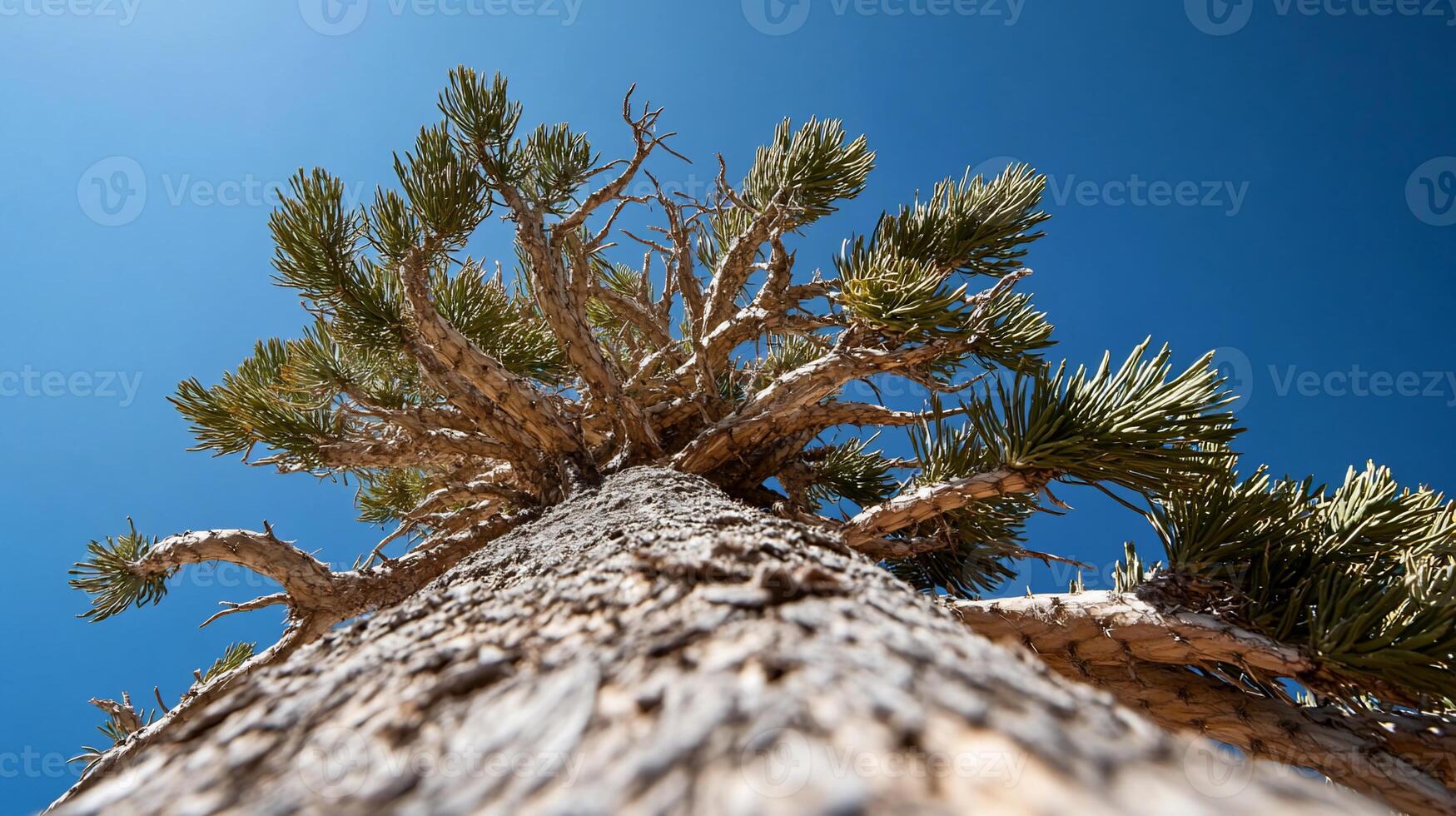 Desert tree reaching for the sky. Low angle view of a weathered, gnarled, pine tree against a vibrant blue sky photo