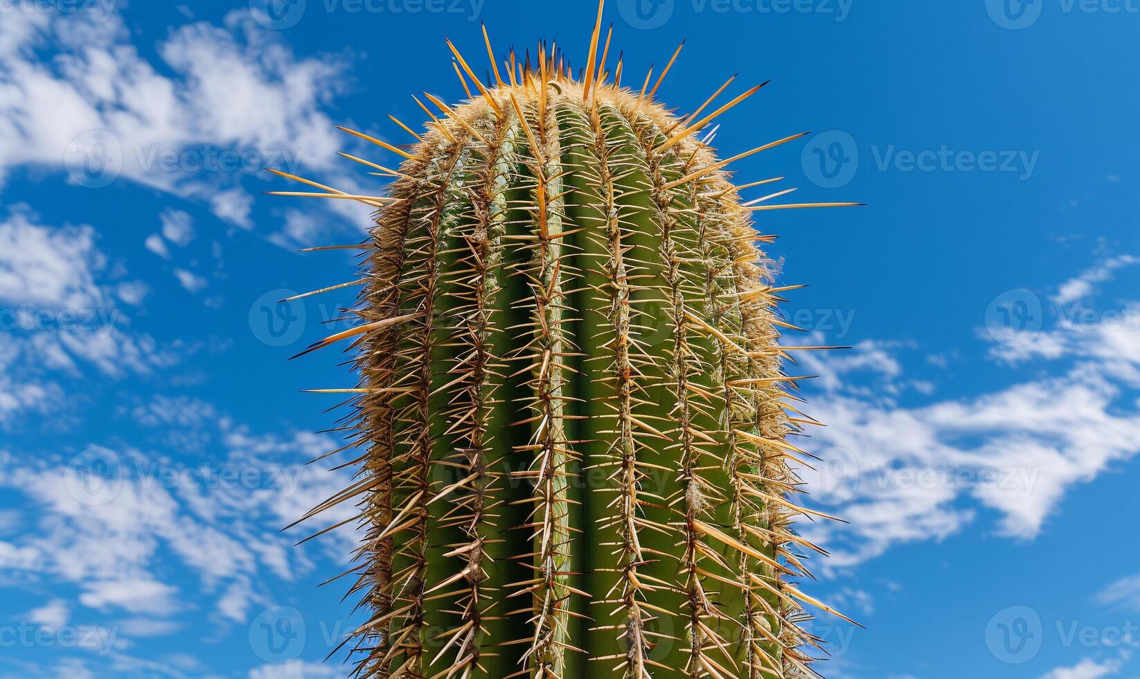 Close-up of a desert cactus against a vibrant blue sky photo