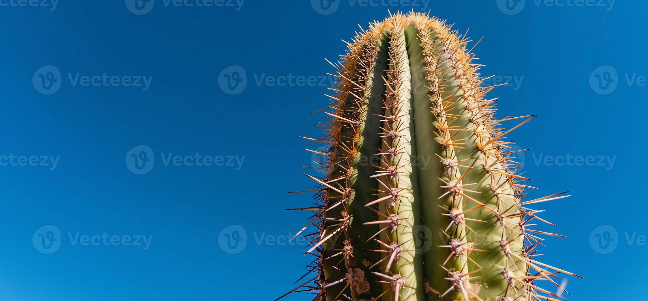 A cactus plant with sharp spines against a blue sky photo