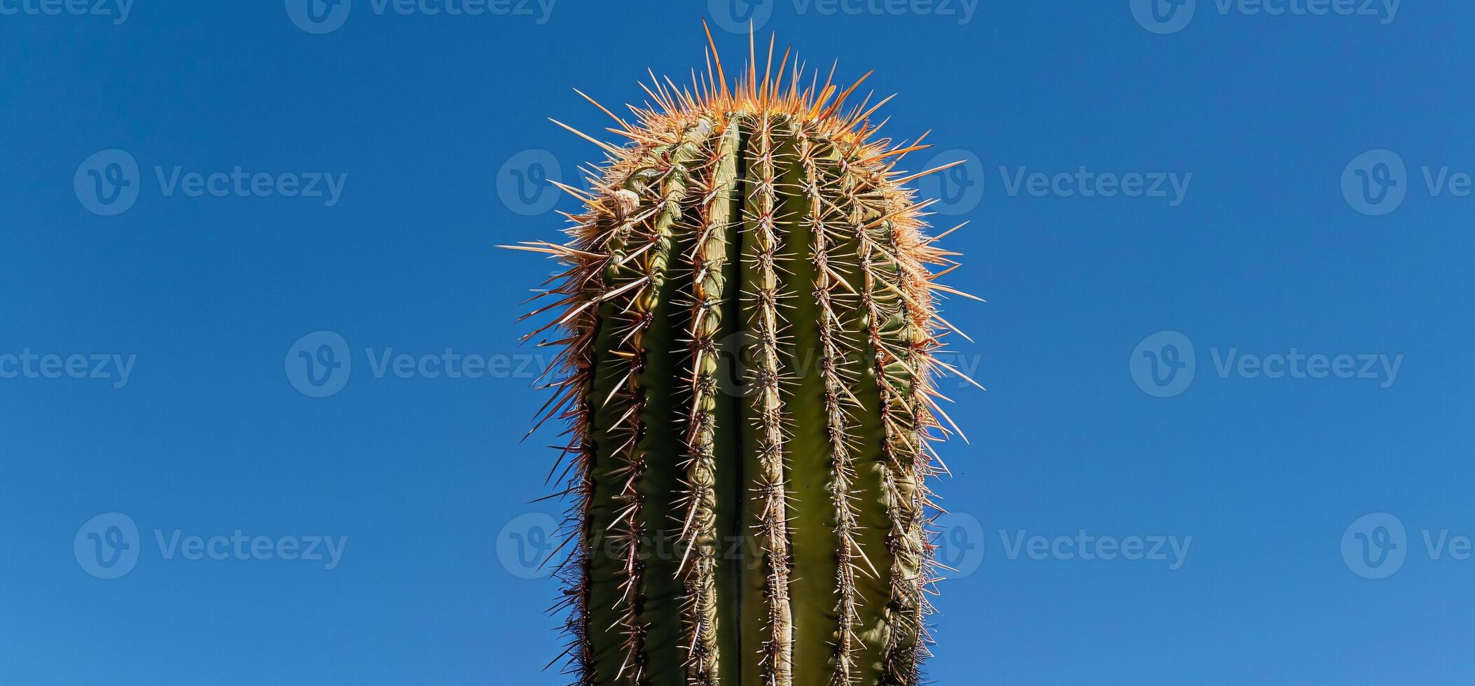Prickly Desert Plant Against a Clear Sky photo