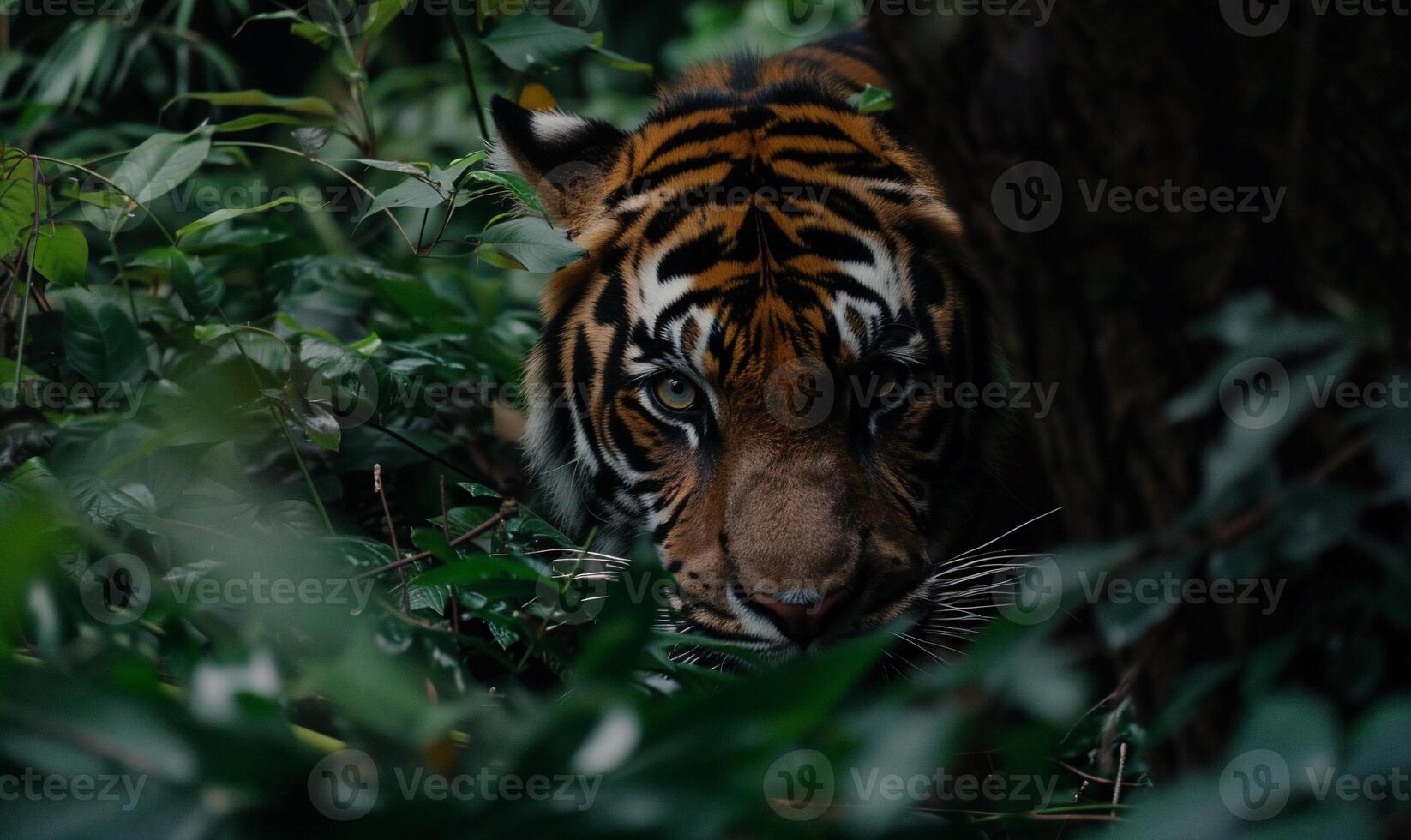 Tiger in jungle photo