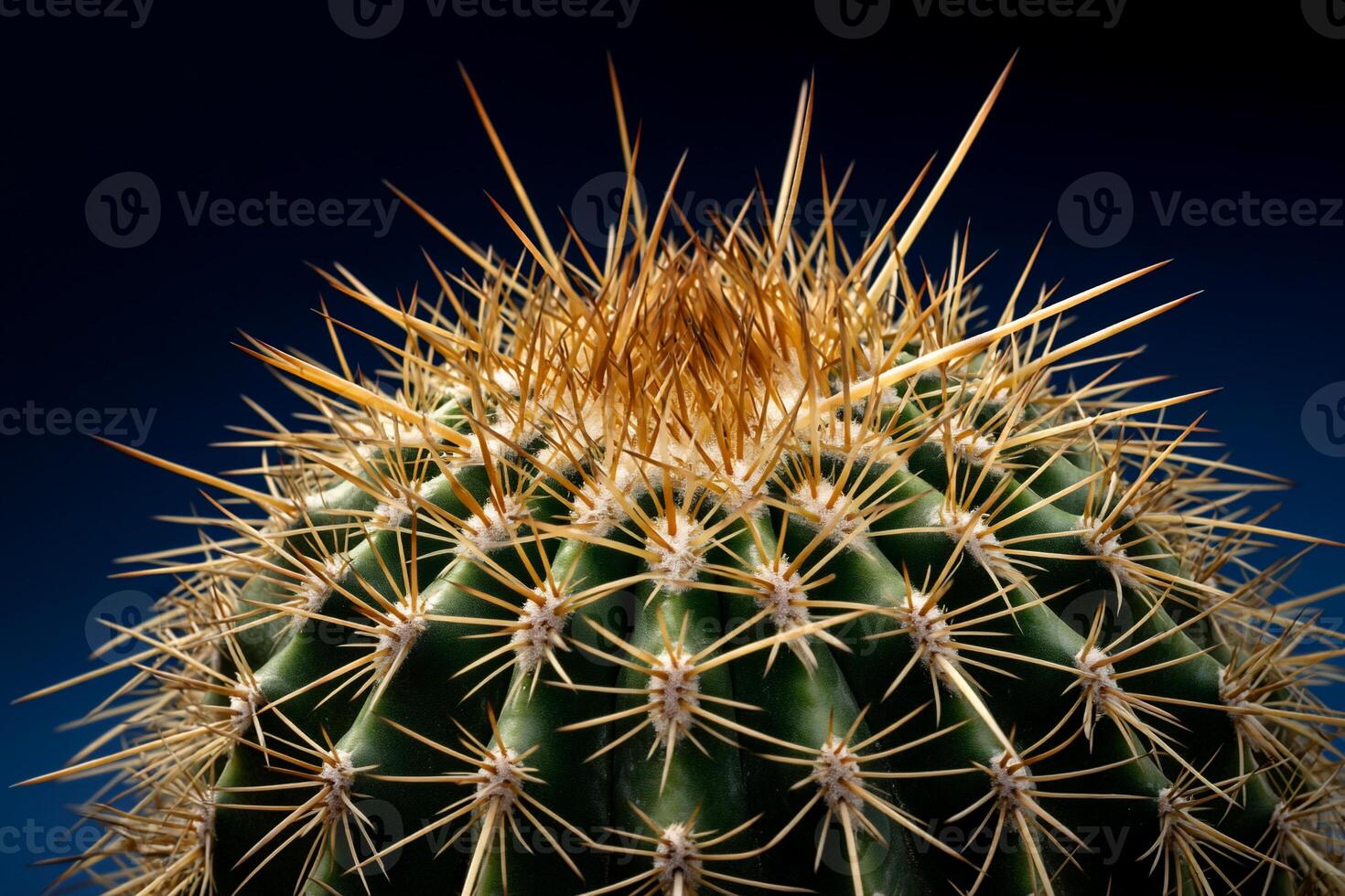 Close-up view of cactus crown, spiky texture photo