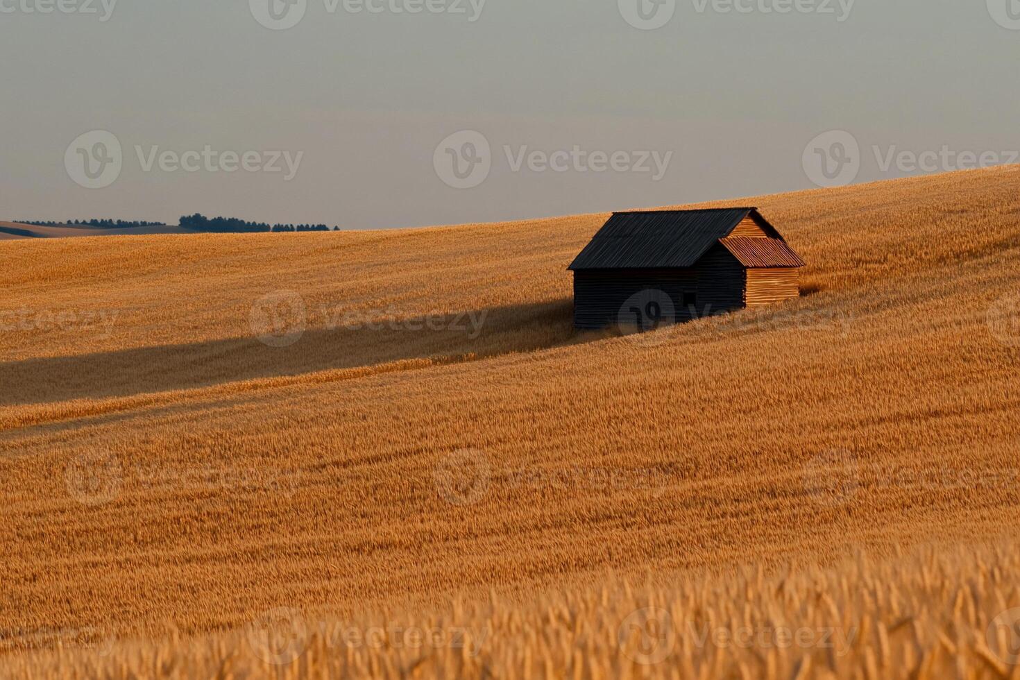 Rustic barn nestled in golden wheat field at sunset photo