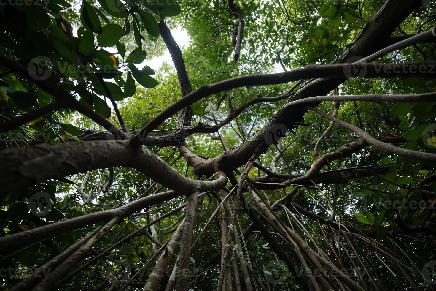 A banyan tree in the rainforest photo