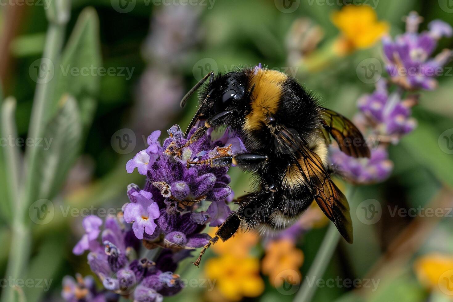 A bee is on a flower photo