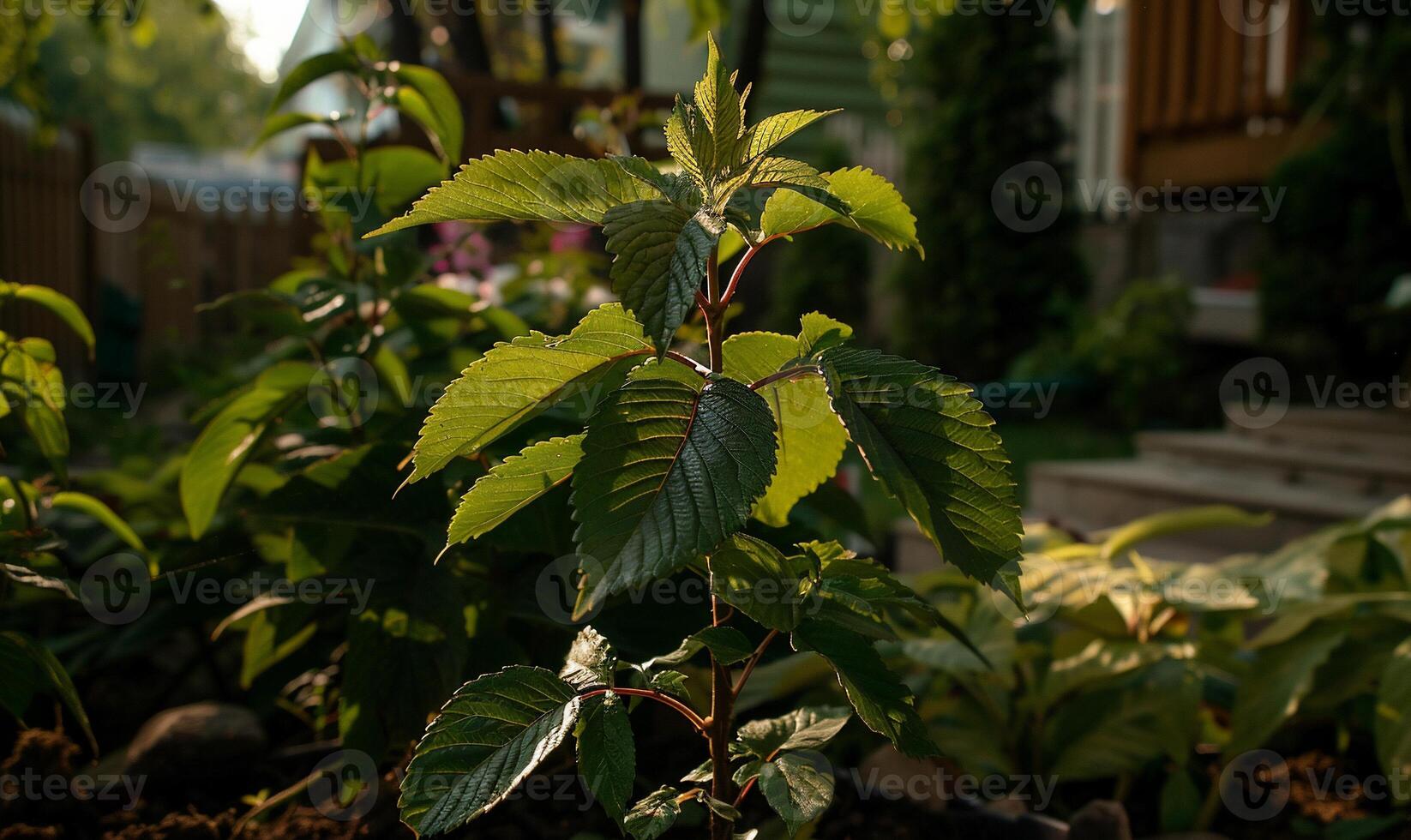 Vibrant young plant in a sunny garden photo