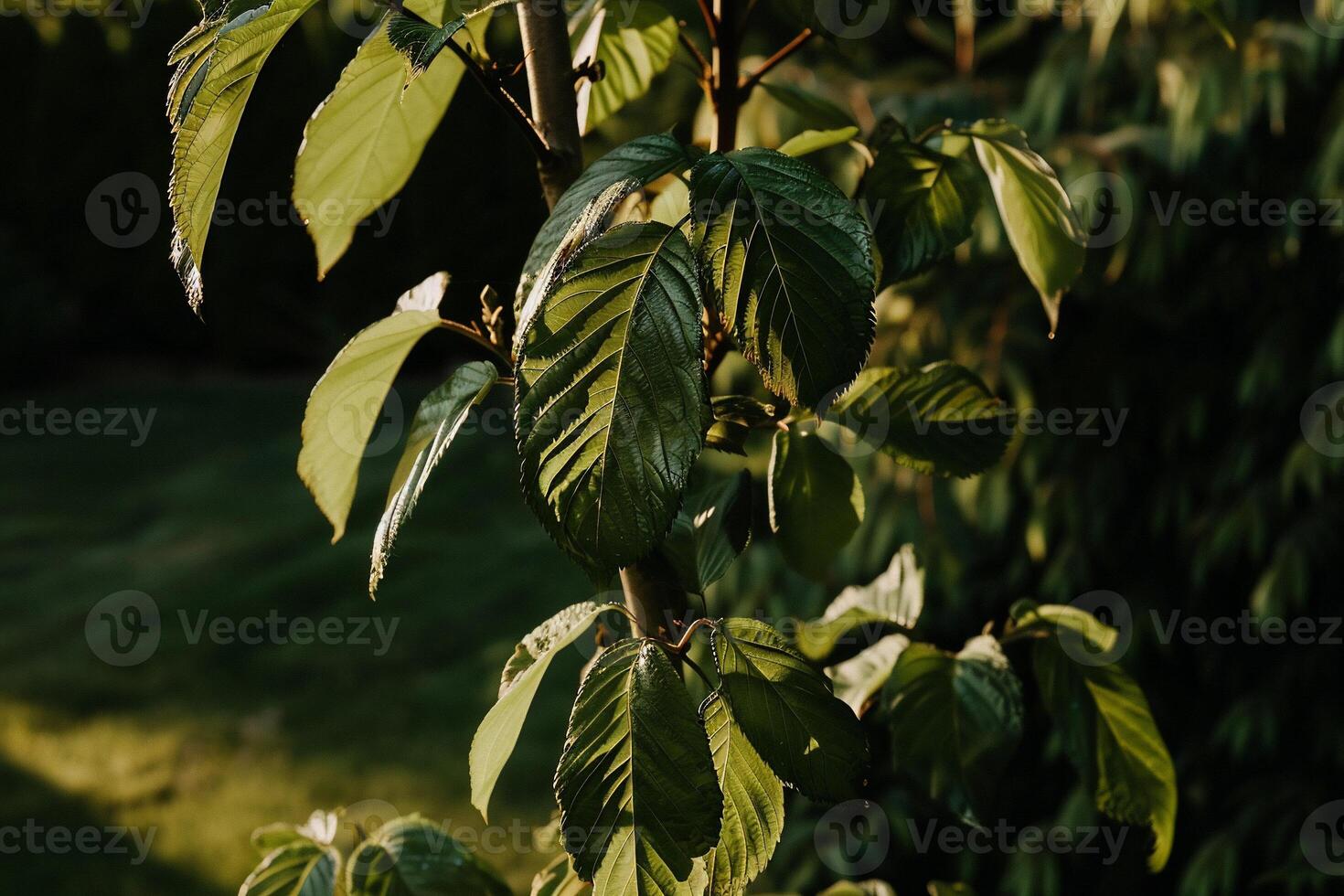 A close up of a tree with green leaves photo