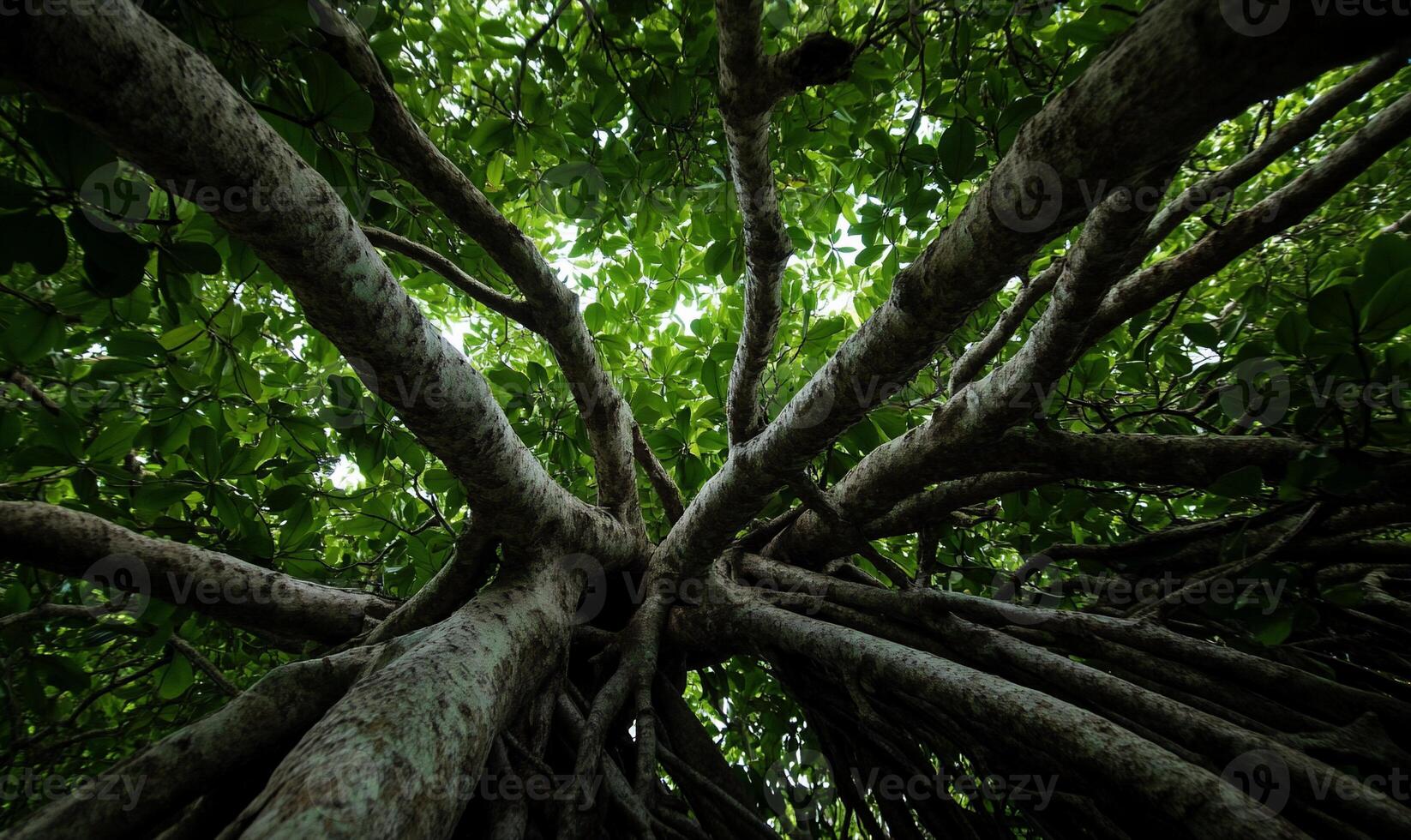Lush canopy of a large tree, viewed from below. Dense foliage, intricate roots photo