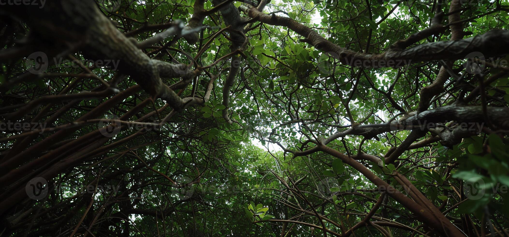 Lush Canopy Overlook photo