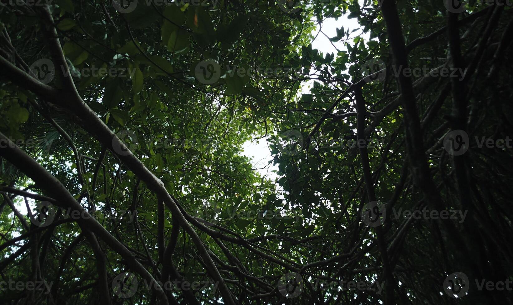 Lush canopy overhead photo
