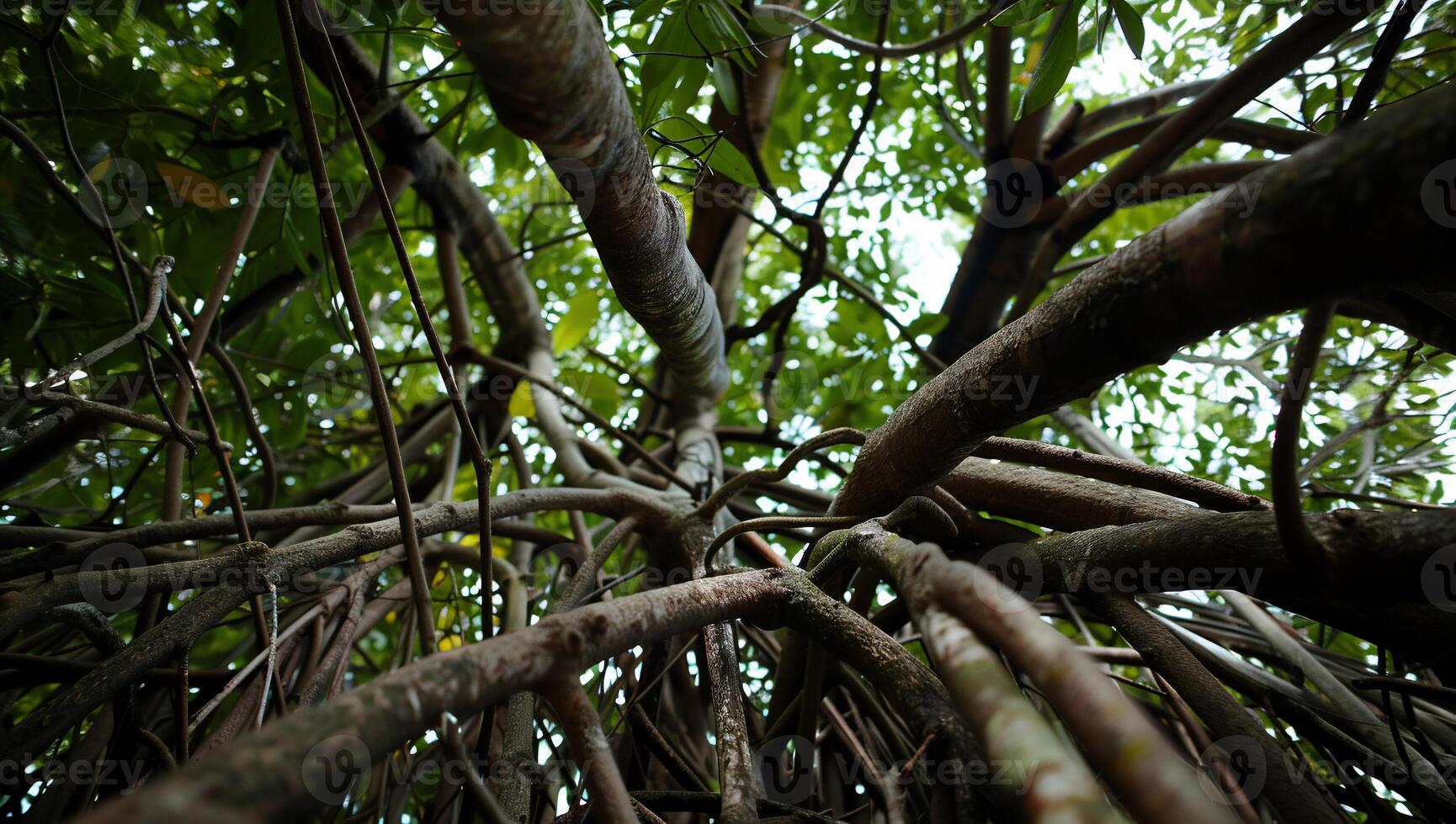 Dense mangrove roots and canopy photo