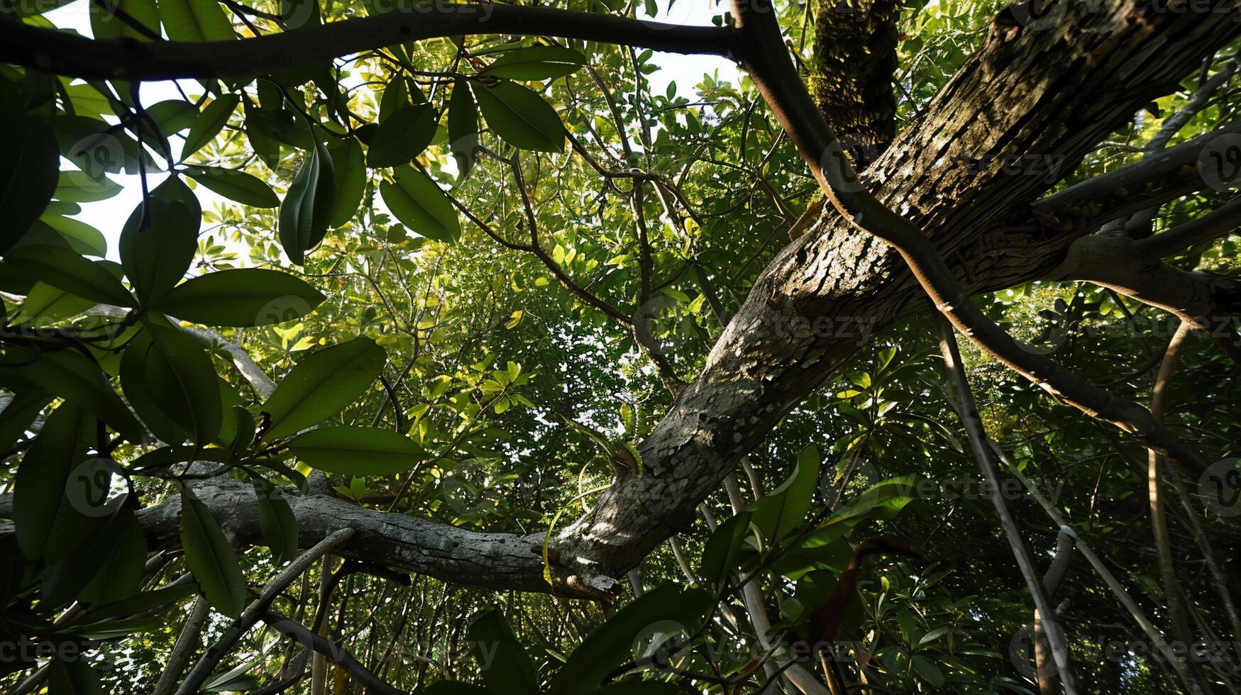 Lush forest canopy, sunlight filtering through thick foliage, ancient gnarled branches photo