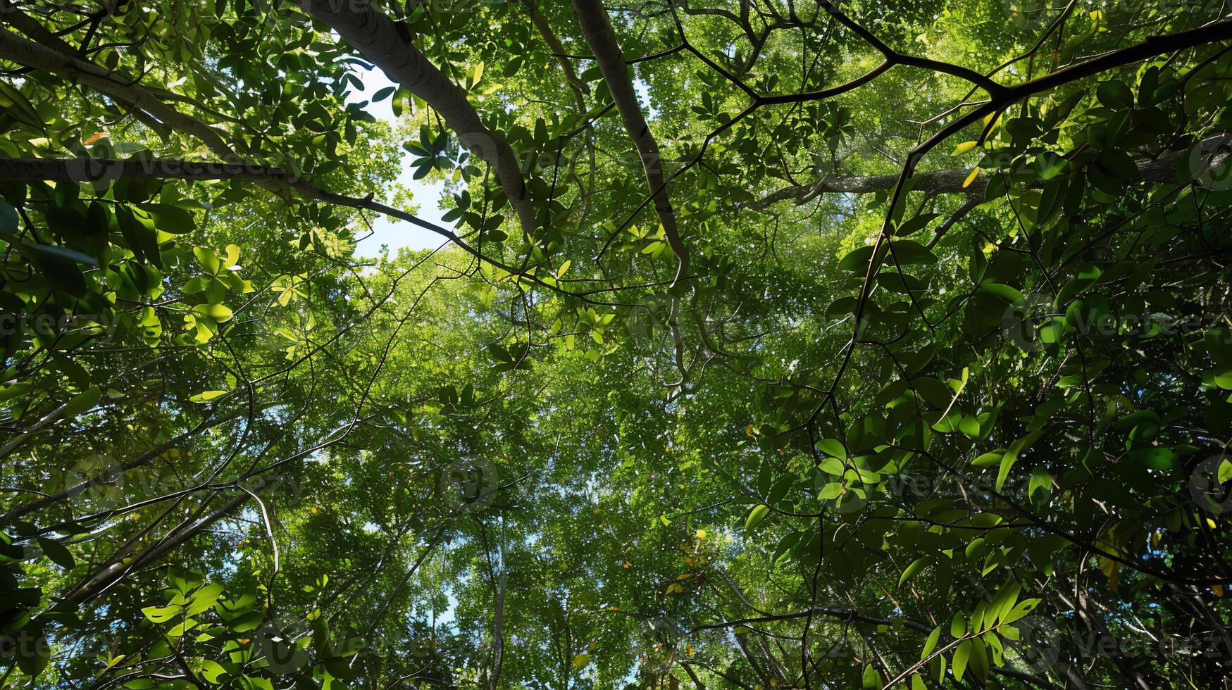 Lush canopy view from below photo