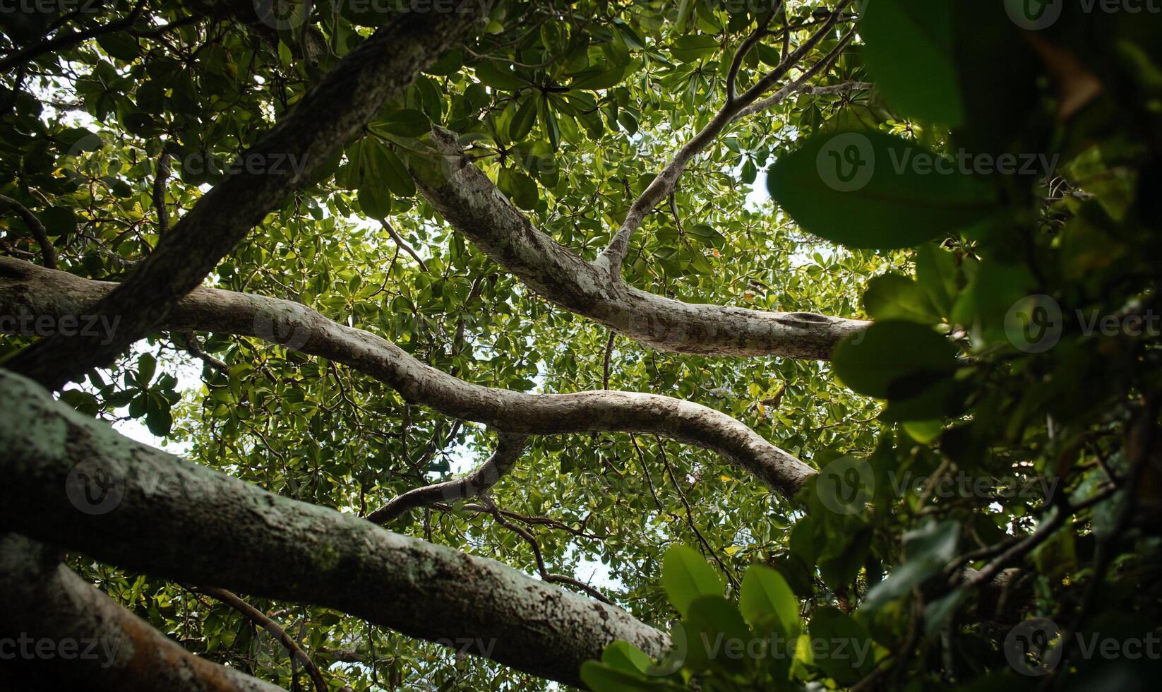 Lush tree canopy. A view up through thick branches and leaves photo