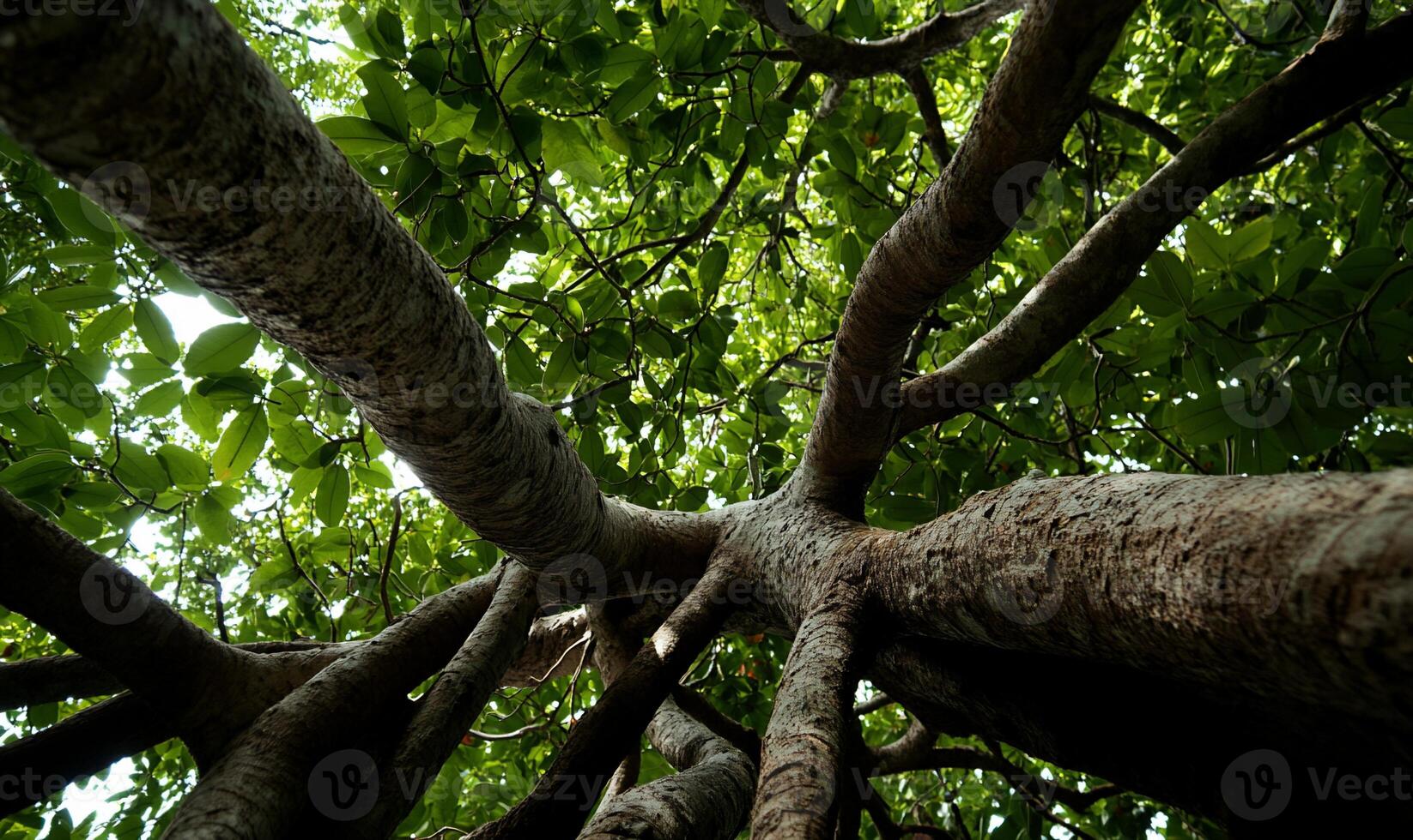 Lush Canopy, Broad Branches, Thick Trunk photo