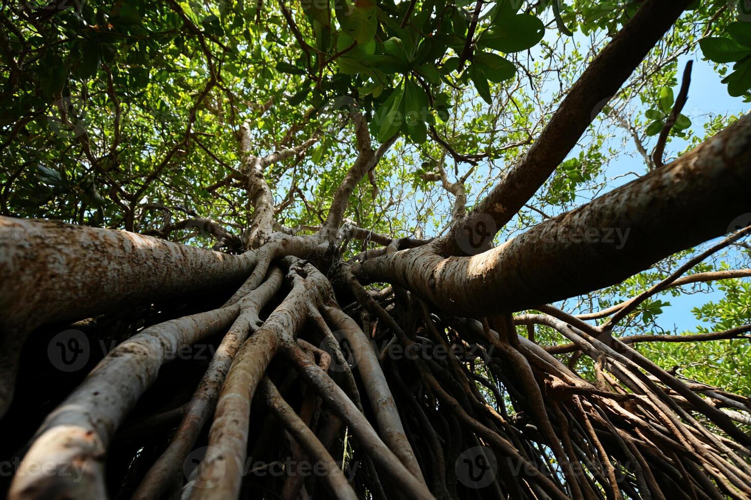 Lush mangrove roots spread wide photo