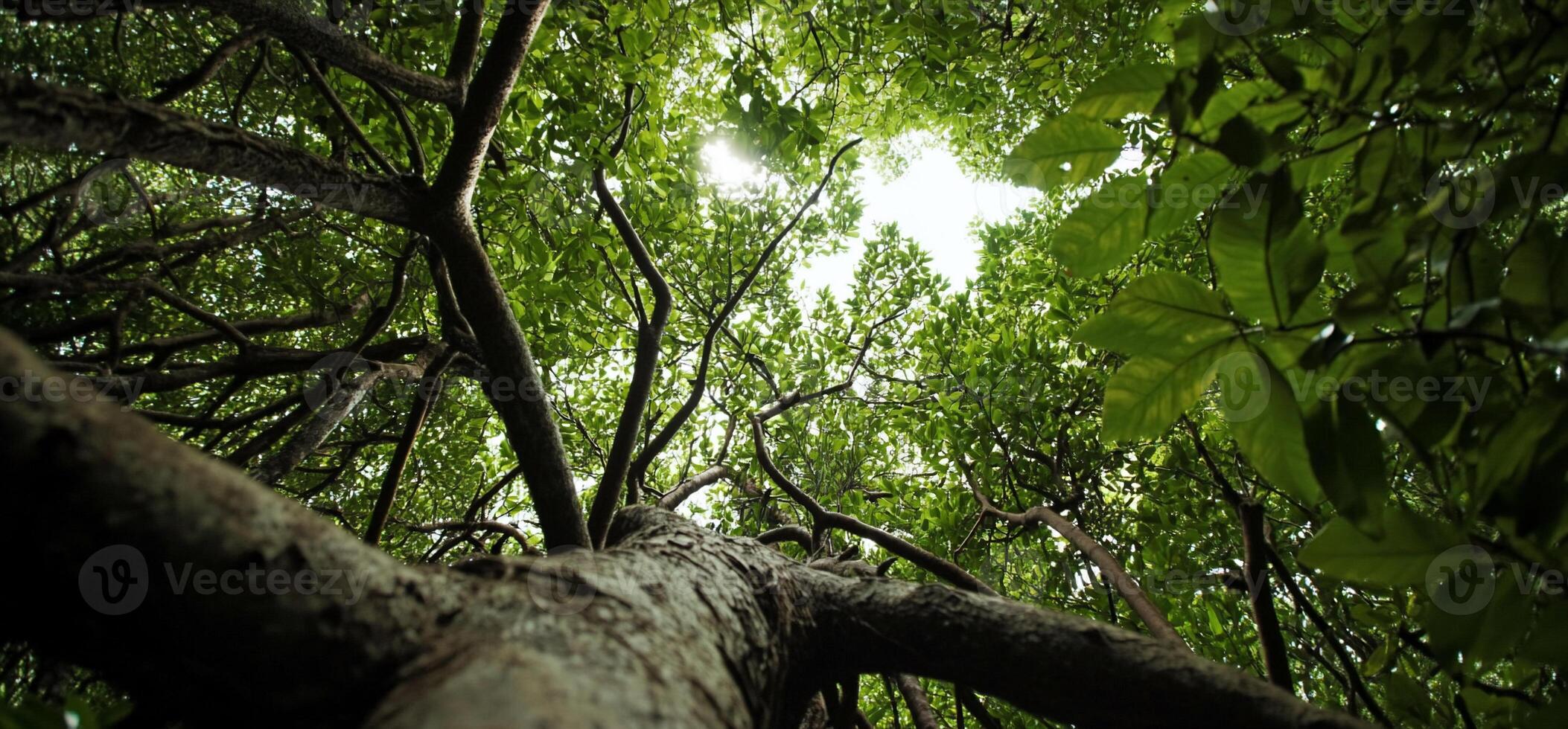 A view up into a tree with green leaves photo