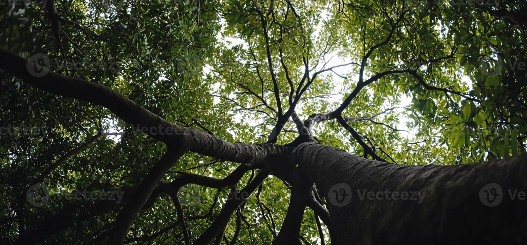 A tree in the forest photo