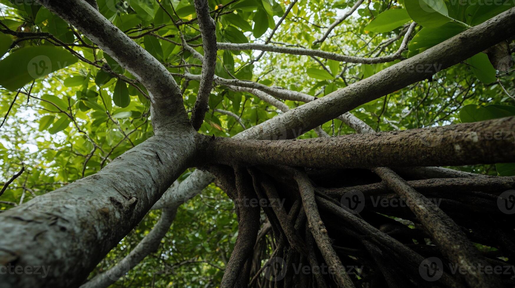Lush rainforest canopy with intricate root system. Dense jungle foliage and thick, interwoven roots rising from the forest floor photo