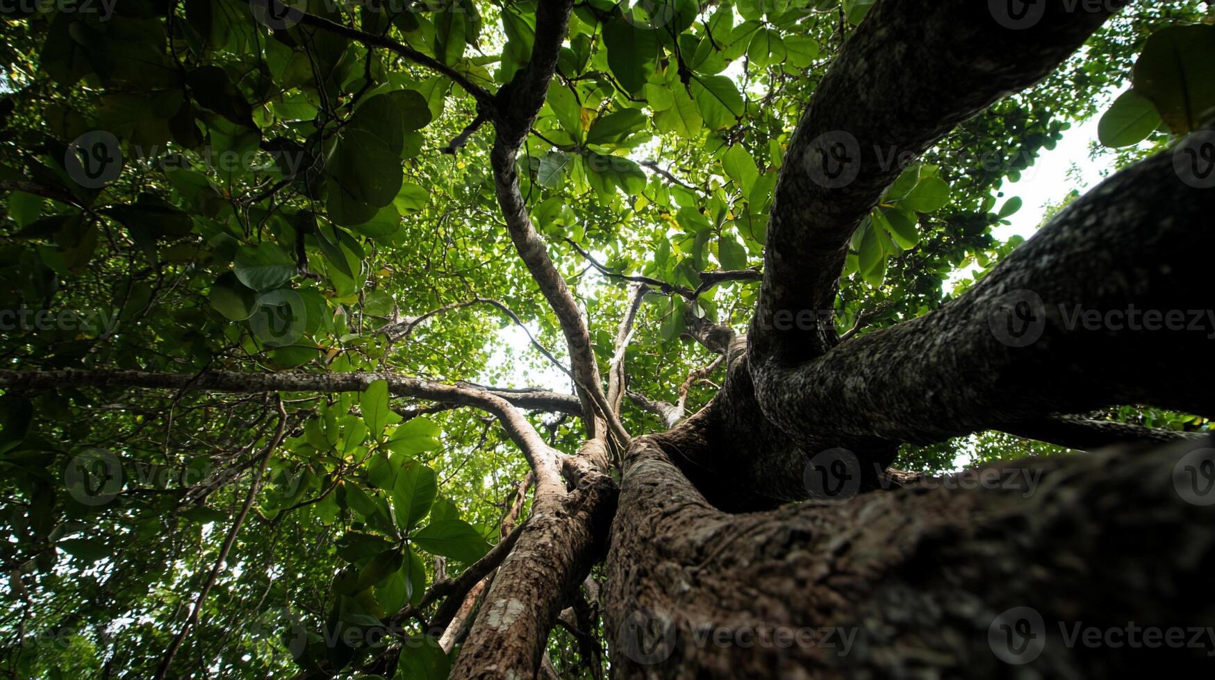 Lush canopy of a large tree photo