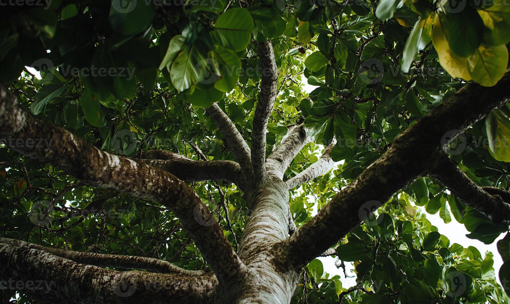 Lush canopy of a broadleaf tree photo